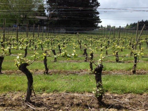 Go wine tasting in the beautiful Pacific Northwest Oregon and Washington with Wine Dirt Tours Go wine tasting in the Pacific Northwest Oregon and SW Washington with Wine Dirt Tours