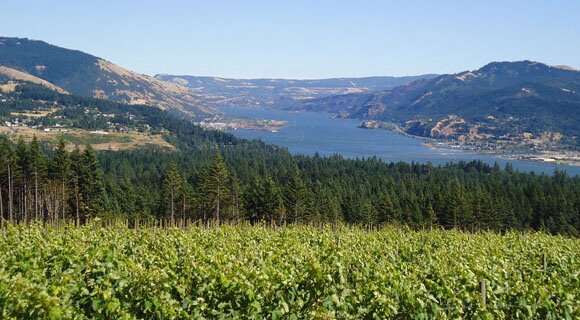 Overlooking a vineyard toward the beautiful Columbia Gorge.