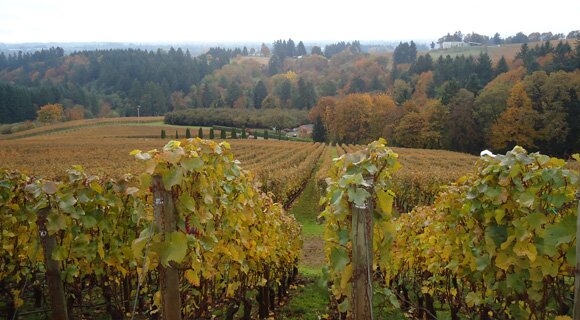 Vineyards in the Willamette Valley at the peak of ripeness!