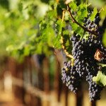 Go wine tasting in the beautiful Pacific Northwest Oregon and Washington with Wine Dirt Tours Go wine tasting in the beautiful Pacific Northwest Oregon Willamette Valley and SW Washington with Wine Dirt Tours